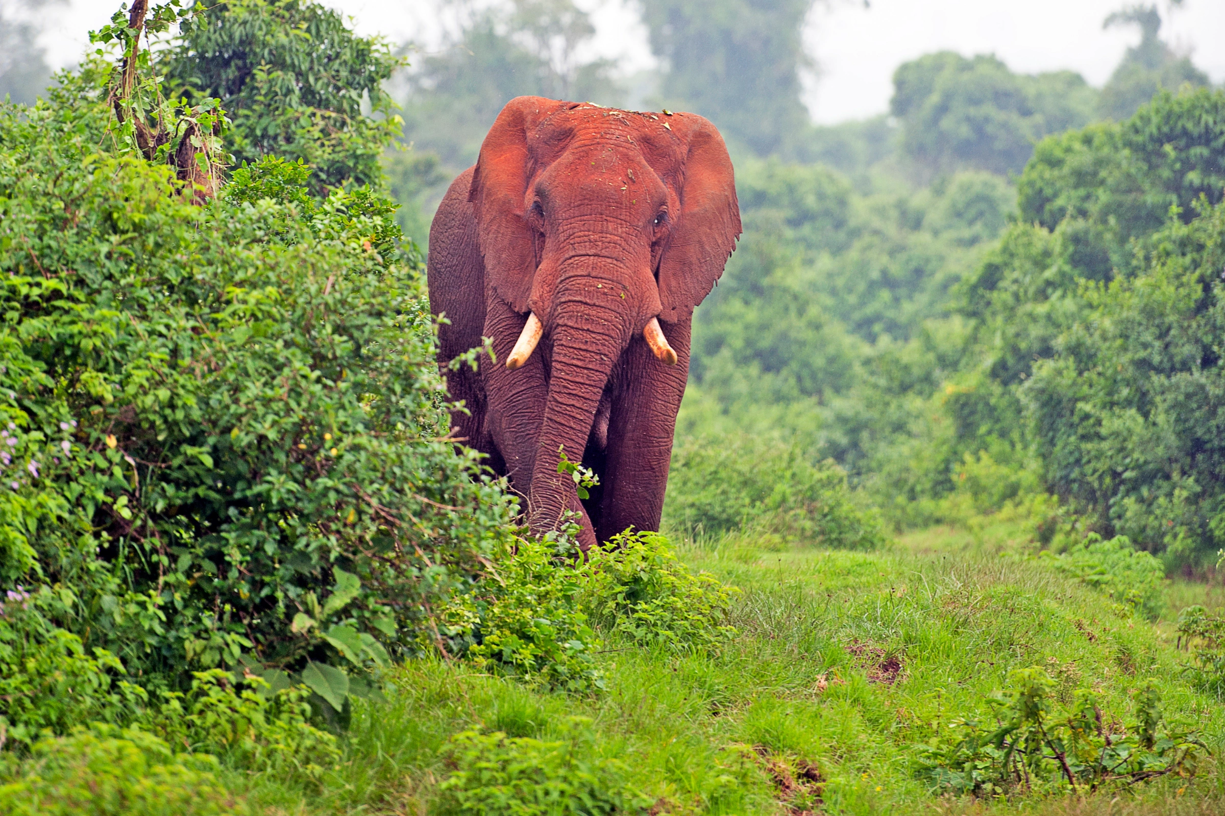 Aberdare_National_Park[1].webp